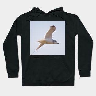 Black Headed Gull Hoodie